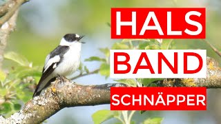 Der Halsbandschnäpper  eine schwäbische Spezialität [upl. by Yeldua533]