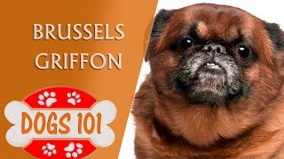 Dogs 101  BRUSSELS GRIFFON  Top Dog Facts About the BRUSSELS GRIFFON [upl. by Dzoba]