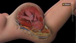 Decreased Fetal Oxygenation [upl. by Nikal]