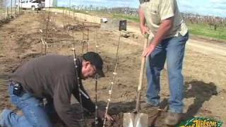 Backyard Orchard Demo  planting part two [upl. by Assin969]