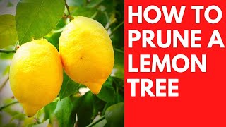 How to PRUNE a LEMON tree the easy way Dwarf Meyer lemon [upl. by Salter]