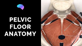 Pelvic Floor Anatomy 3D Anatomy Tutorial  UKMLA  CPSA  PLAB 2 [upl. by Kerrill]