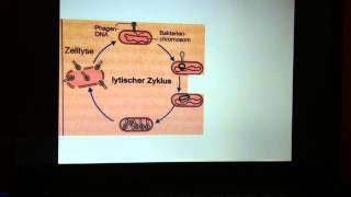 Vermehrung von Phasen  Vermehrungszyklus Bakteriophagen [upl. by Enilrek]