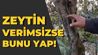 Yaşlı ve Verimsiz Zeytin Ağaçları İçin Ne Yapılmalı tropikaltopraktv tarım zeytinağacı zeytin [upl. by Adlemy]