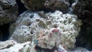 Stonefish Eating [upl. by Cinelli339]