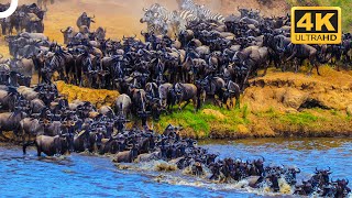 THE BIGGEST ANIMAL MASS MIGRATIONS IN THE WORLD  Wildlife Documentary  4K Animal Documentary [upl. by Adnorrehs]