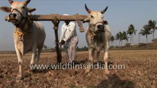 Traditional Vs Modern ploughing methods in India [upl. by Palm]