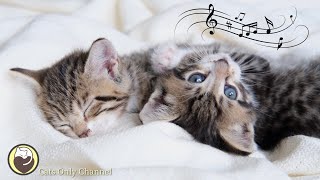 Relaxing Music for Cats  Stress Relief Calming Music Deep Sleep Music [upl. by Ovatsug]