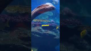 Shocking Facts About Electric Eels wildlife nature animals [upl. by Onilatac]