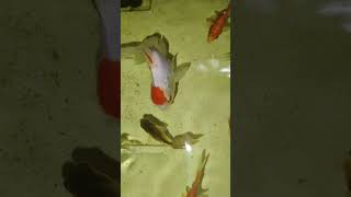 Fi fish guppy aquarium fishing tamil trend [upl. by Imer]