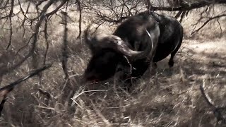 Cape Buffalo Full Charge South Africa [upl. by Snider720]