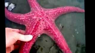 Starfish facts 11 facts about Sea Stars [upl. by Htor]