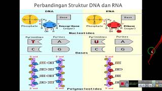 Bahan Penyusun Sel Nukleotida dan Asam Nukleat [upl. by Ilajna]