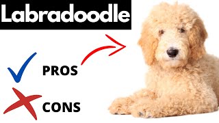 Labradoodle Pros And Cons  Should You REALLY Get A LABRADOODLE [upl. by Eintruok]