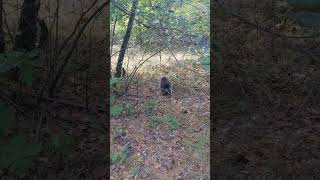 Porcupine in the Backyard [upl. by Boucher]