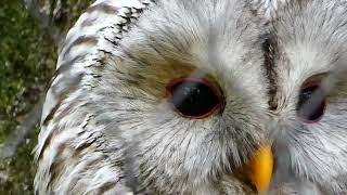 Habichtskauz Strix uralensis Zoo Schönbrunn Raubvogel Habicht Vogel Voliere Eule im Wald Käfig [upl. by Aslam30]