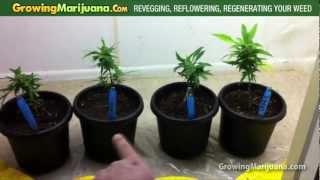 Revegging Reflowering Regenerating Your Cannabis Plant  Growing Marijuana [upl. by Ynney]