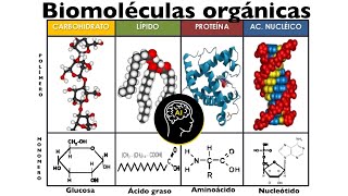 Biomoléculas presentes en células orgánicas carbohidratos lípidos proteínas y ácidos nucleicos [upl. by Aivirt]