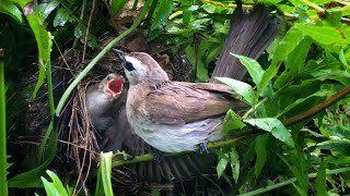 Bulbul Chicks Are Ready To Leaving The Nest last day – YellowVented Bulbul Bird Watching EP13 [upl. by Hare453]