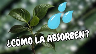 ASÍ absorben agua las plantas [upl. by Aneekat]