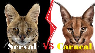 SERVAL VS CARACAL  Serval VS Caracal Who Would Win [upl. by Tteraj]