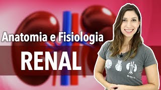 Sistema ExcretorUrinário Aula 12 Anatomia e Fisiologia Renal [upl. by Dorelia]