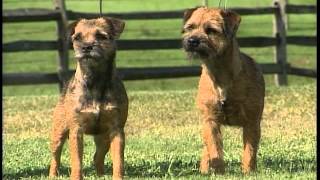 Border Terrier  AKC Dog Breed Series [upl. by Cocks]