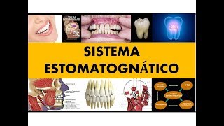 quotSISTEMA ESTOMATOGNÁTICOquot por el Dr Henry Vicente [upl. by Olzsal]