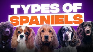 10 Different Types of Spaniels [upl. by Nedi713]