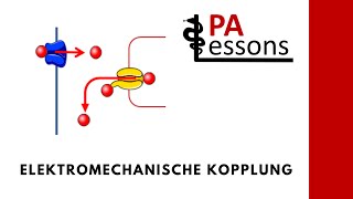 Elektromechanische Kopplung in der Herzmuskelzelle  PALessons [upl. by Ilbert962]