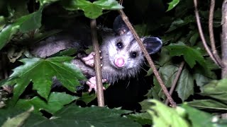 Yellow Jackets vs OPOSSUM  Nest INSIDE HOUSE INFESTATION Wasp Nest Removal [upl. by Edva]