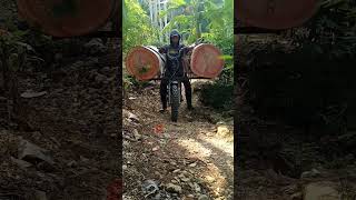 Ojek Kayu Albasia Merah Lingkar 180cm ojekkayu woodworking kayu shortvideo [upl. by Nomi402]