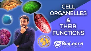 CELL ORGANELLES AND THEIR FUNCTIONS  Cell Organelles 2023 Video  Class 9 Biology ICSE  BioLearn [upl. by Bevan]