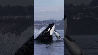 Orca spotted hunting dolphin off San Diego coast [upl. by Ahcropal502]