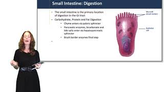 Digestive System Small Intestine [upl. by Durant]