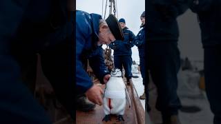 A touching story about a mother penguin asking for help from a ships crew to save her baby [upl. by Dorri]