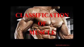 CLASSIFICATION OF MUSCLE [upl. by Shelly65]