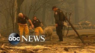 Volunteers in California brave the fires to rescue animals from the flames [upl. by Nations]