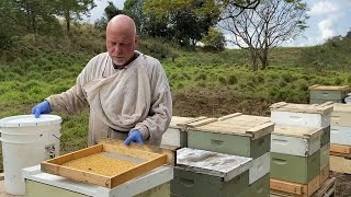 Honey University Collecting Organic Bee Pollen [upl. by Ioyal963]