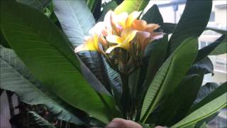 Growing Plumeria indoors [upl. by Palgrave]