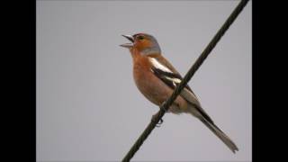 canto pinzon  chant de pinson [upl. by Ahsatal]