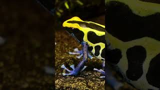 Poisonous Blue Yellow Dart Frog shorts short [upl. by Adriell]