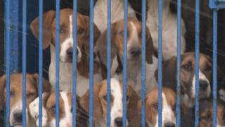 The Blencathra Foxhounds [upl. by Yliram]