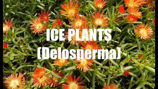 Ice Plants Delosperma [upl. by Attenohs]