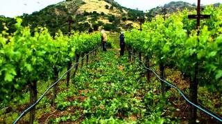 Hillside Select in the Vineyard Part 1 Pruning planting cover crop trellising [upl. by Shandee]