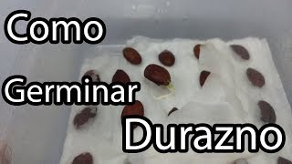 Como germinar semillas de durazno  México Verde [upl. by Adnaloj]