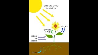 Metabolismo primario y secundario [upl. by Fifi]