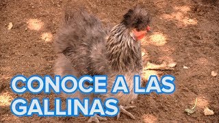 Cómo viven las gallinas Vídeos de animales para niños [upl. by Alekim]