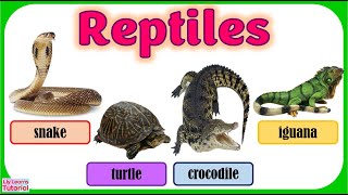 REPTILES  Vertebrates  Classification of Vertebrates  Animals  Liy Learns Tutorial [upl. by Ecurb835]