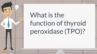 Function of thyroid peroxidase in the thyroid [upl. by Horbal]